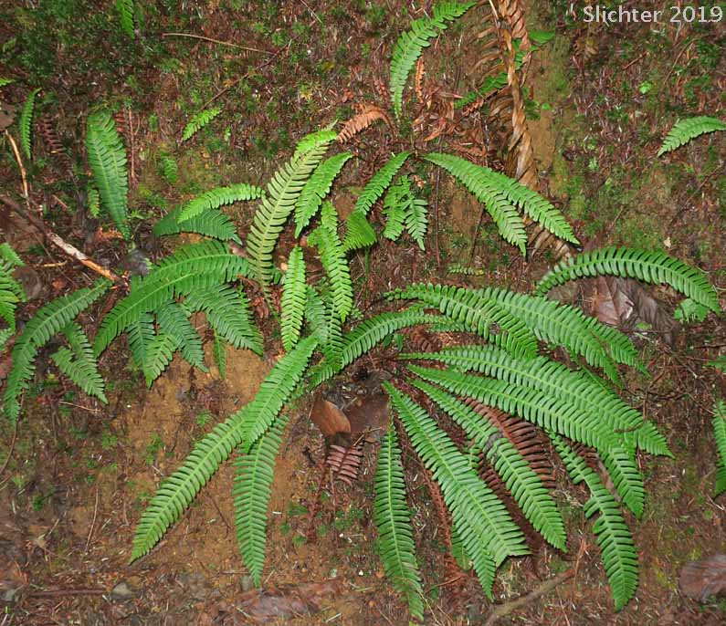 Deer Fern: Struthiopteris spicant (Synonym: Blechnum spicant)