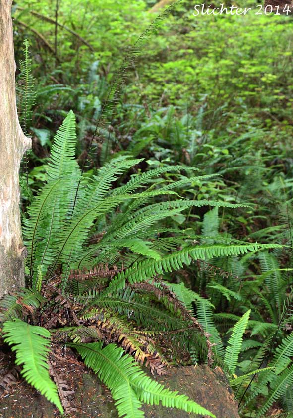 Deer Fern: Struthiopteris spicant (Synonym: Blechnum spicant)