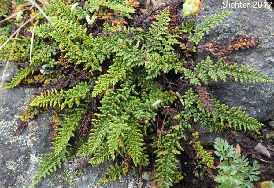 Lace Lipfern, Lace Fern: Myriopteris gracillima (Synonym: Cheilanthes gracillima)