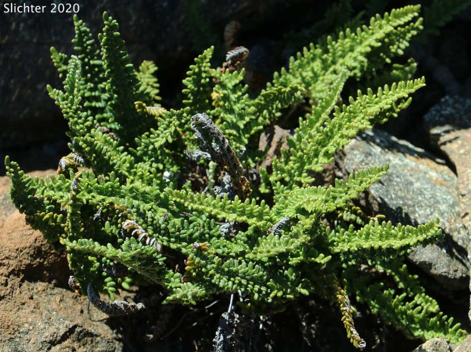 Lace Lipfern, Lace Fern: Myriopteris gracillima (Synonym: Cheilanthes gracillima)