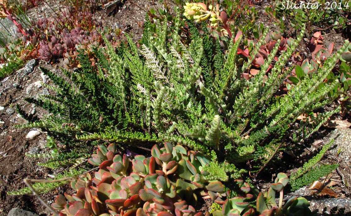 Lace Lipfern, Lace Fern: Myriopteris gracillima (Synonym: Cheilanthes gracillima)