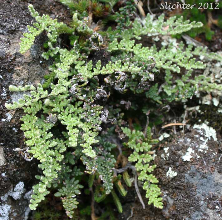 Lace Lipfern, Lace Fern: Myriopteris gracillima (Synonym: Cheilanthes gracillima)