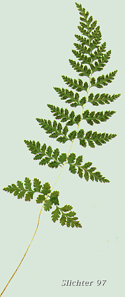 Fragile Fern: Cystopteris fragilis