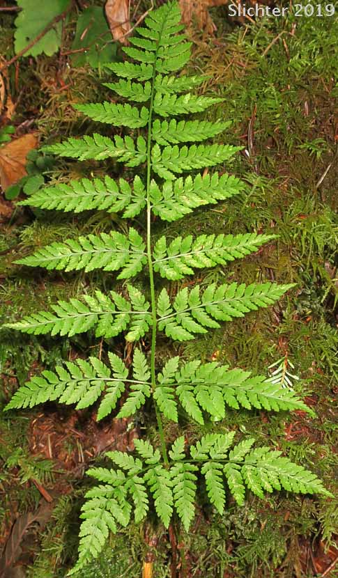 Northern Fern, Northern Woodfern, Spreading Woodfern, Spreading Wood Fern: Dryopteris expansa (Synonyms: Dryopteris assimilis, Dryopteris austriaca, Dryopteris carthusiana, Dryopteris dilatata, Dryopteris dilitata var. americana, Nephrodium expansum)