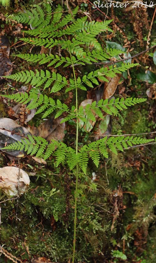 Northern Fern, Northern Woodfern, Spreading Woodfern, Spreading Wood Fern: Dryopteris expansa (Synonyms: Dryopteris assimilis, Dryopteris austriaca, Dryopteris carthusiana, Dryopteris dilatata, Dryopteris dilitata var. americana, Nephrodium expansum)