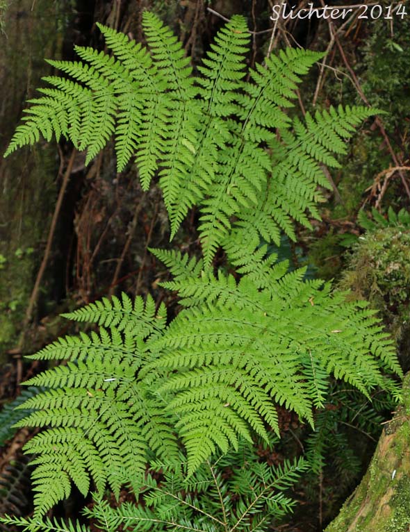 Northern Fern, Northern Woodfern, Spreading Woodfern, Spreading Wood Fern: Dryopteris expansa (Synonyms: Dryopteris assimilis, Dryopteris austriaca, Dryopteris carthusiana, Dryopteris dilatata, Dryopteris dilitata var. americana, Nephrodium expansum)