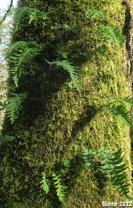 Licorice Fern: Polypodium glycyrrhiza (Synonym: Polypodium vulgare var. occidentale)