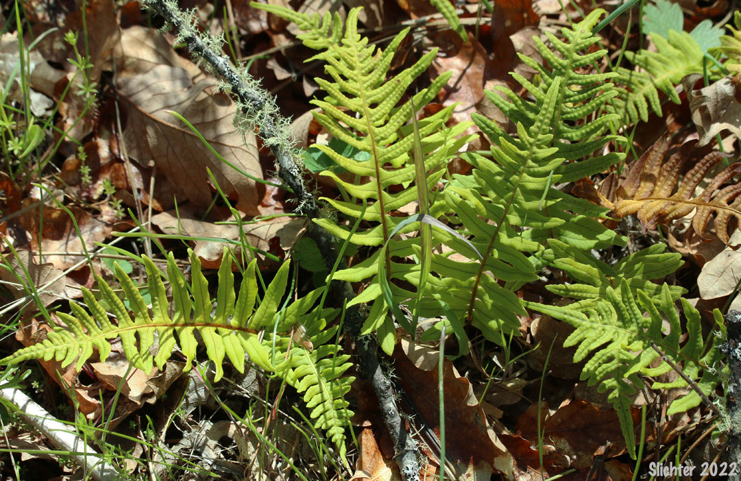 Licorice Fern: Polypodium glycyrrhiza (Synonym: Polypodium vulgare var. occidentale)