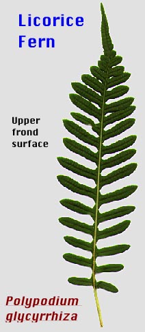 Licorice Fern: Polypodium glycyrrhiza