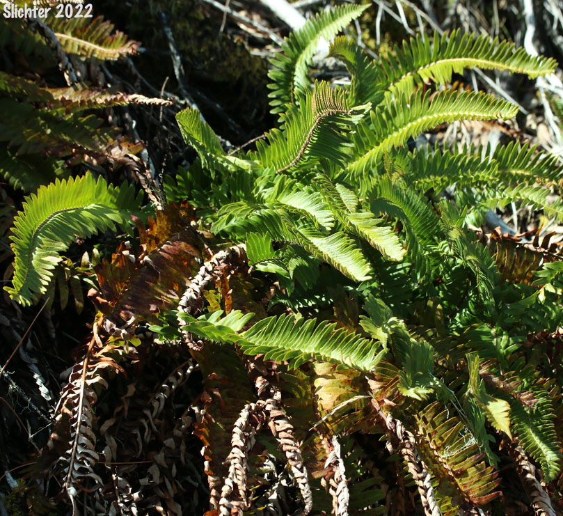 Imbricate Sword Fern, Narrowleaf Swordfern, Narrow-leaved Sword-fern: Polystichum imbricans ssp. imbricans (Synonyms: Polystichum munitum ssp. imbricans, Polysticum munitum ssp. nudatum, Polystichum munitum var. imbricans)