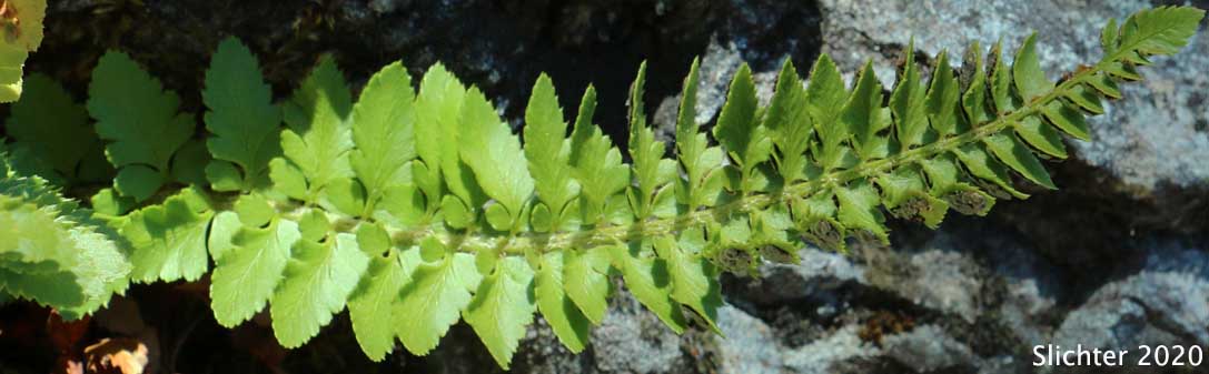 Lemmon's Holly Fern, Shasta Fern: Polystichum lemmonii (Synonyms: Polystichum mohrioides, Polystichum mohrioides var. lemmonii)