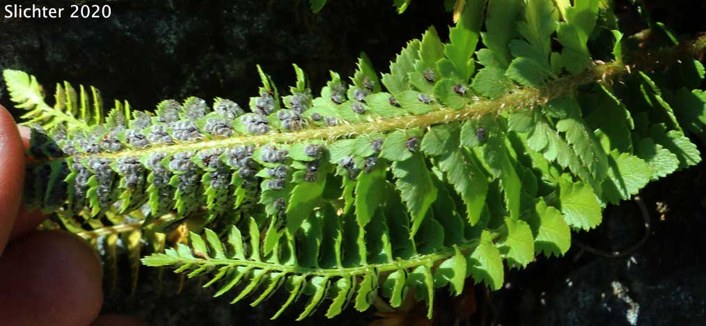 Lemmon's Holly Fern, Shasta Fern: Polystichum lemmonii (Synonyms: Polystichum mohrioides, Polystichum mohrioides var. lemmonii)