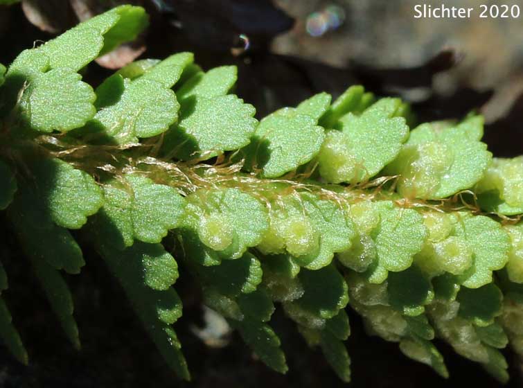 Lemmon's Holly Fern, Shasta Fern: Polystichum lemmonii (Synonyms: Polystichum mohrioides, Polystichum mohrioides var. lemmonii)
