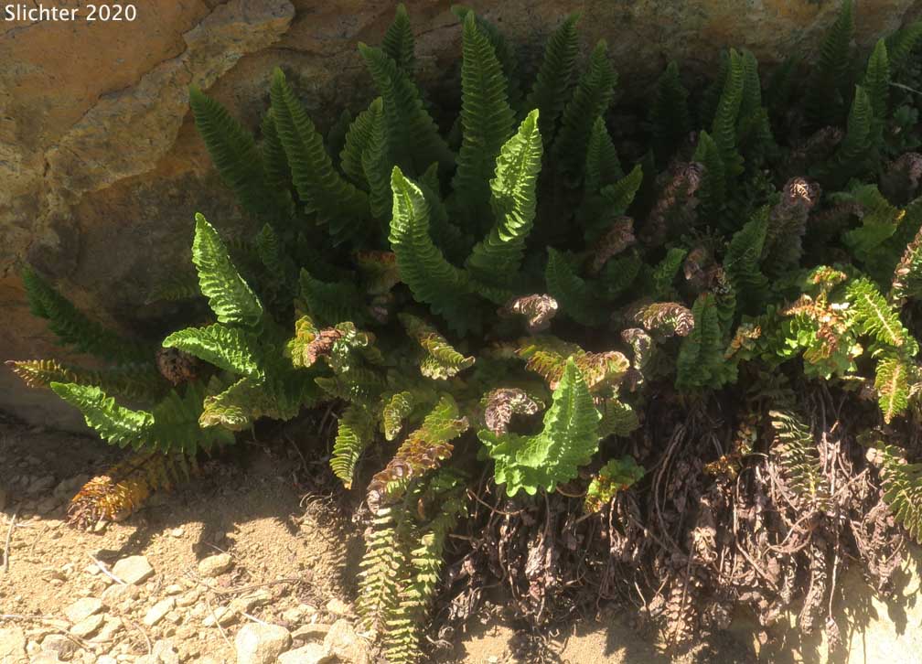 Lemmon's Holly Fern, Shasta Fern: Polystichum lemmonii (Synonyms: Polystichum mohrioides, Polystichum mohrioides var. lemmonii)