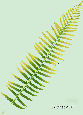 Sword Fern: Polystichum munitum
