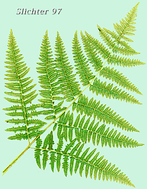 Bracken Fern: Pteridium aquilinum