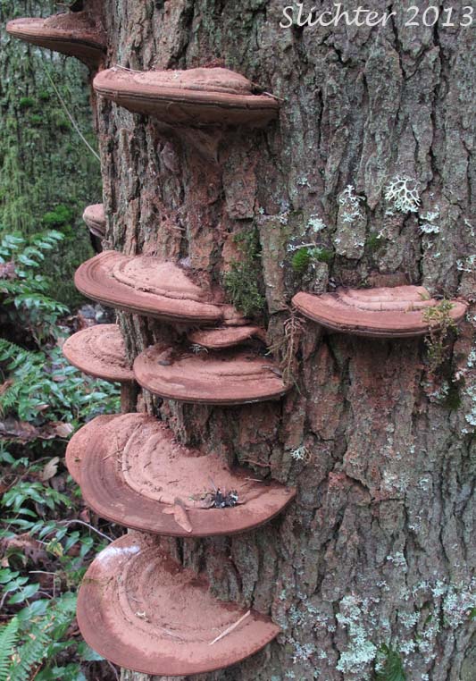 Unidentified West Cascades Fungus #2