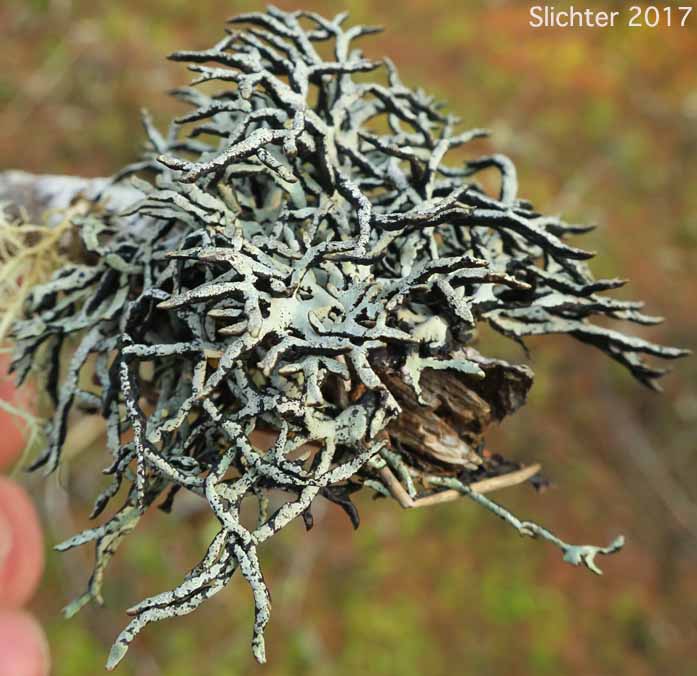 Seaside Bone Lichen, Tube Lichen: Hypogymnia heterophylla