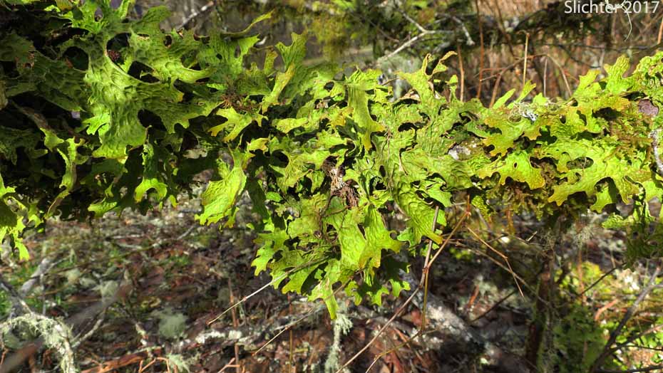 Lung Lichen, Lung Moss, Lungwort Lichen, Oak Lungs, Oak Lungwort, Tree Lungwort: Lobaria pulmonaria (Synonym: Sticta pulmonaria)