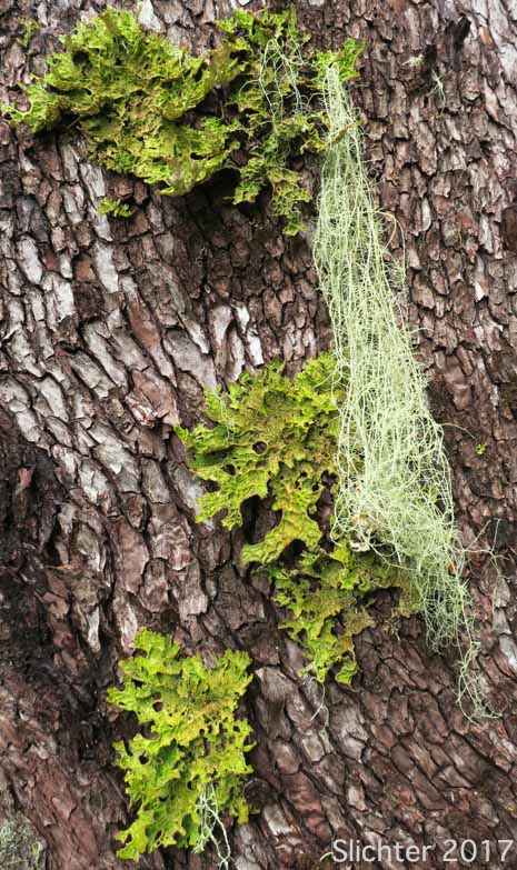 Lung Lichen, Lung Moss, Lungwort Lichen, Oak Lungs, Oak Lungwort, Tree Lungwort: Lobaria pulmonaria (Synonym: Sticta pulmonaria) with Methuselah's Beard Lichen (Dolichousnea longissima)