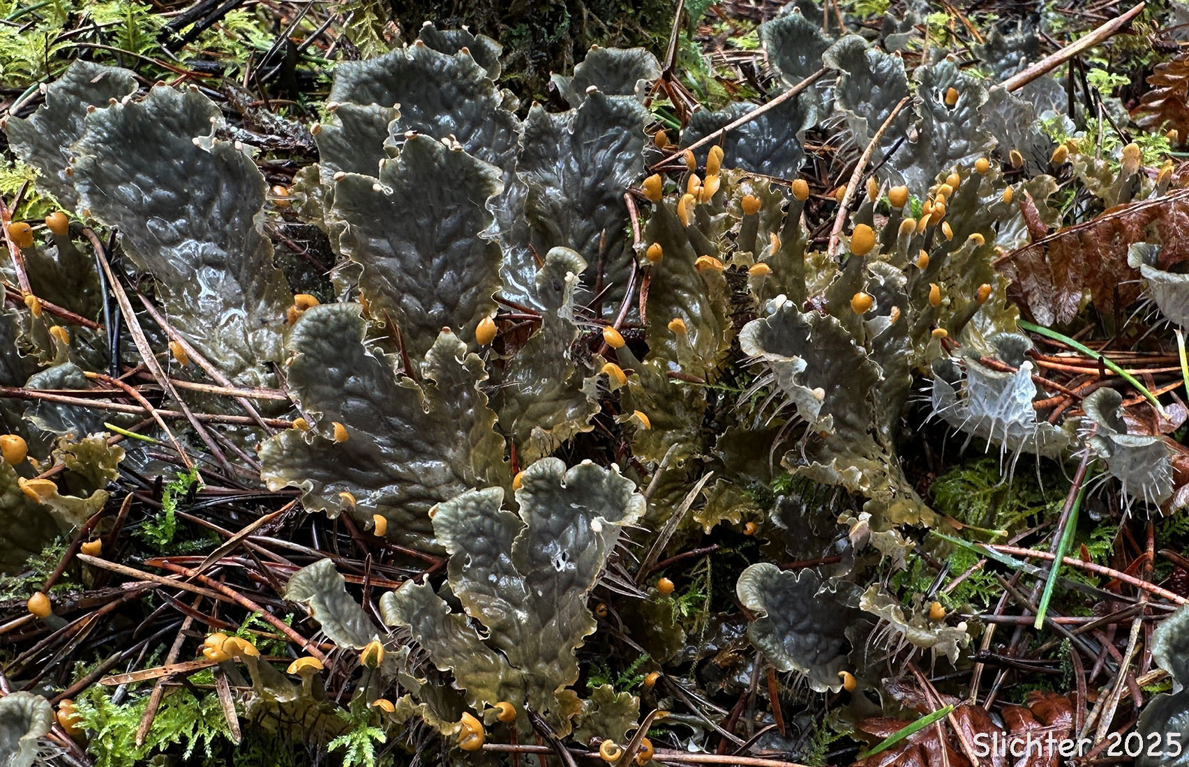 Common Dog Lichen: Peltigera membranacea