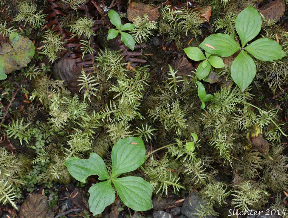 Splendid Feather Moss, Step Moss: Hylocomium splendens (Synonyms: Hylocomium alaskanum, Hylocomium giganteum, Hylocomium proliferum, Hylocomium splendens var. alaskanum, Hylocomium splendens var. gracilius, Hylocomium splendens var. obtusifolium) (Hylocomiaceae)