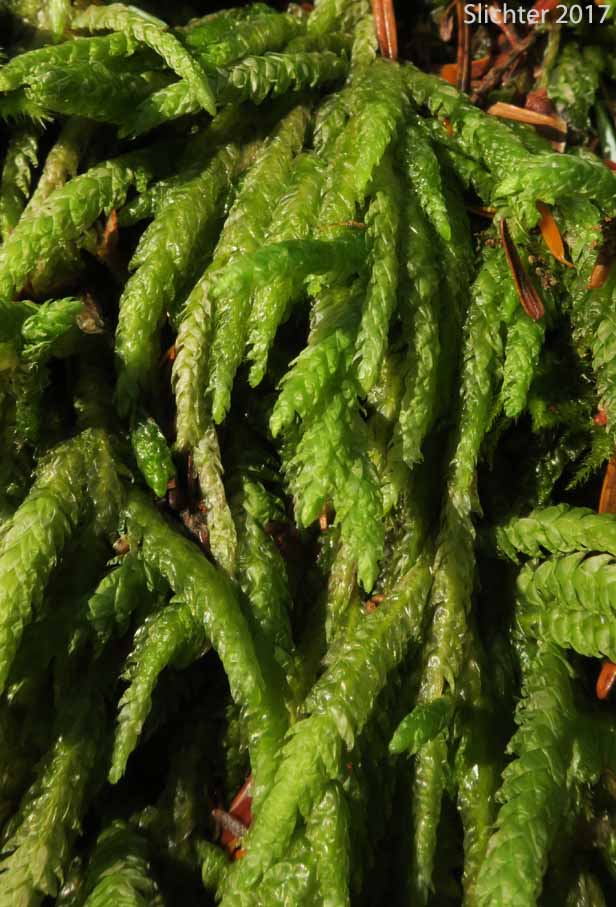 Undulate Plagiothecium Moss, Waved Silk Moss: Plagiothecium undulatum