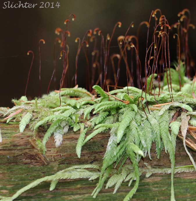 Undulate Plagiothecium Moss, Waved Silk Moss: Plagiothecium undulatum