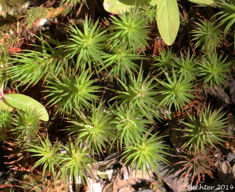 Juniper Moss, Juniper Polytrichum Moss: Polytrichum juniperinum (Synonyms: Polytrichum apiculatum, Polytrichum juniperinum var. waghornei)