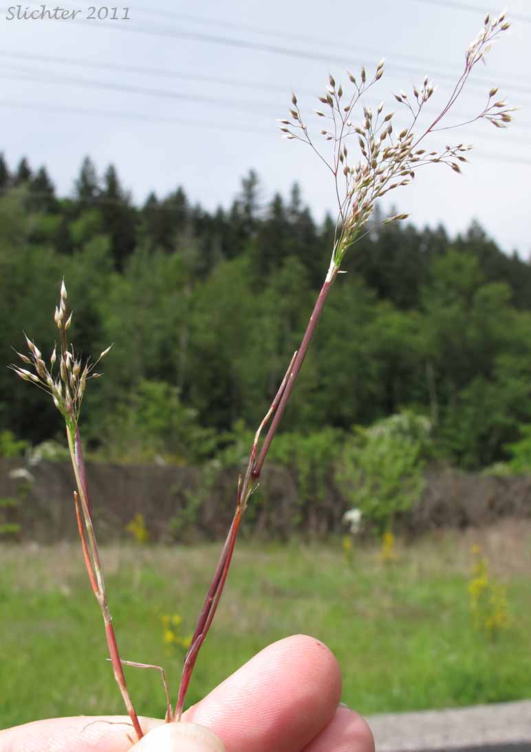 Annual Silver Hairgrass, Silver Hairgrass, Silver Hair-grass