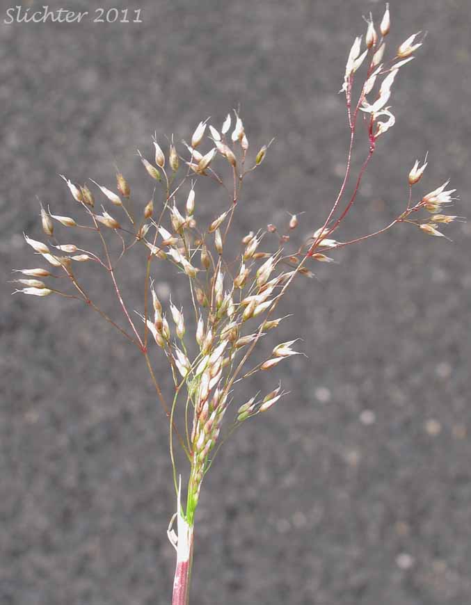 Inflorescence of Annual Silver Hairgrass, Silver Hairgrass, Silver Hair-grass