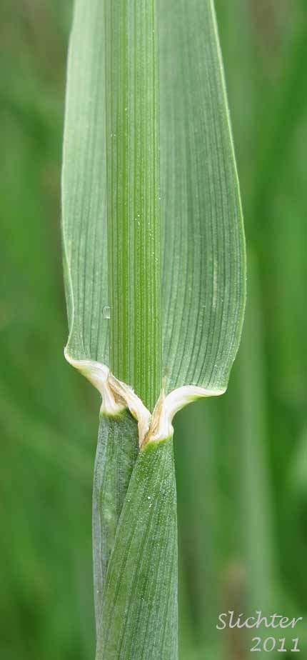 Close-up of the ligule of Field Foxtail, Field Foxtail, Field Meadow-foxtail, Field Meadow Foxtail: Alopecurus pratensis