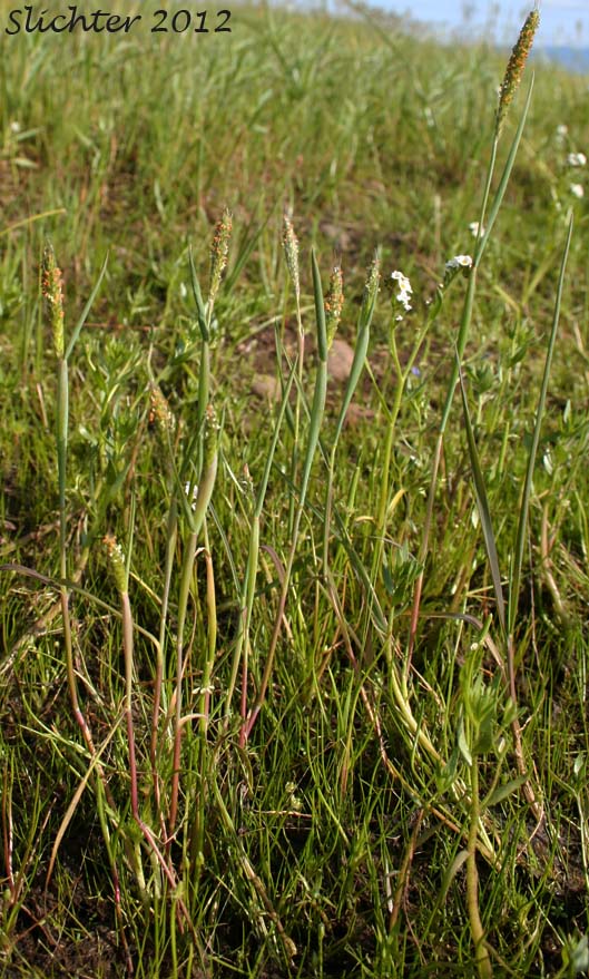 Annual Foxtail, Pacific Foxtail: Alopecurus saccatus (Synonyms: Alopecurus californicus, Alopecurus howellii)