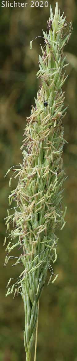 European Beachgrass, Marram Grass: Ammophila arenaria ssp. arenaria