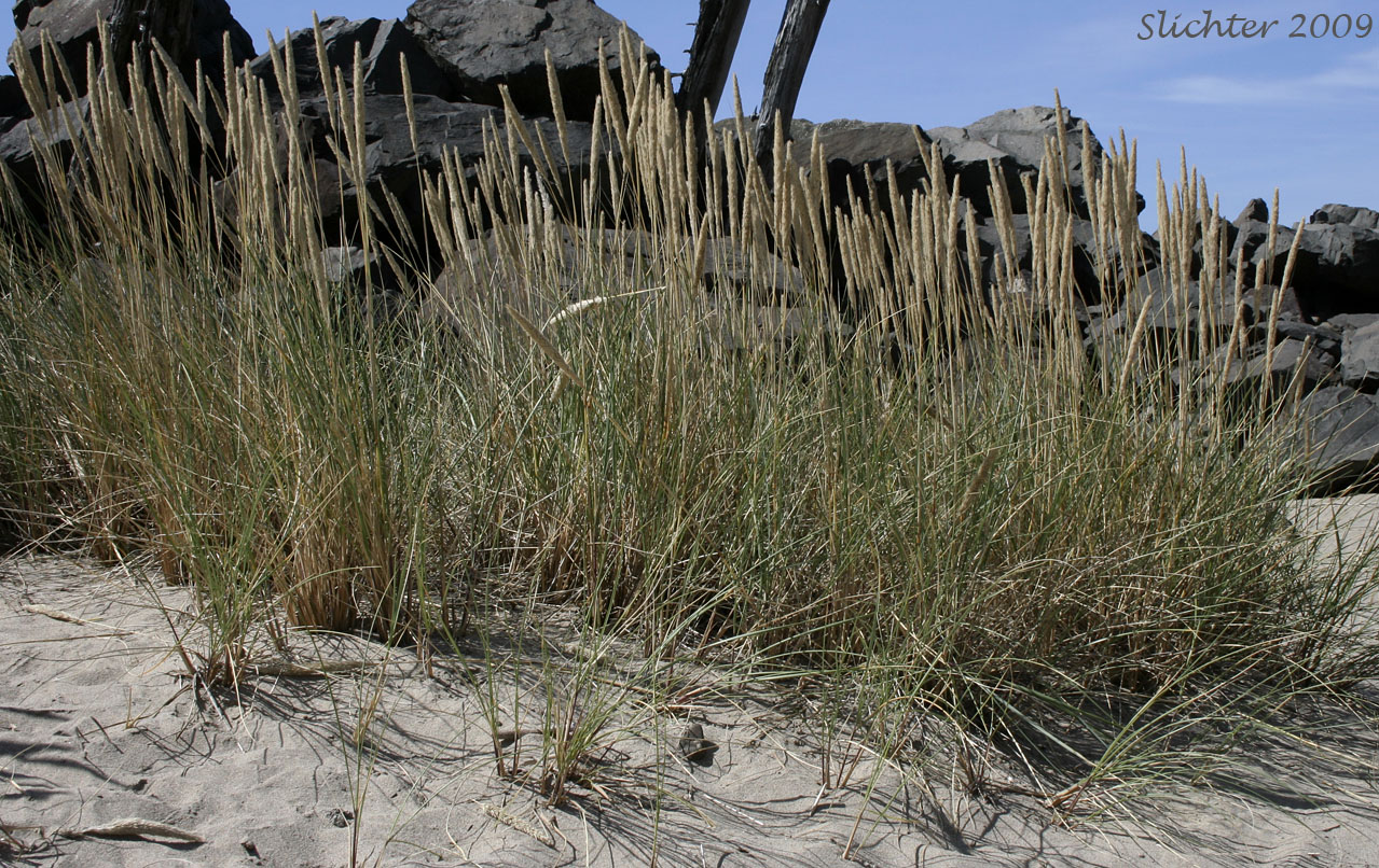 European Beachgrass, Marram Grass: Ammophila arenaria ssp. arenaria