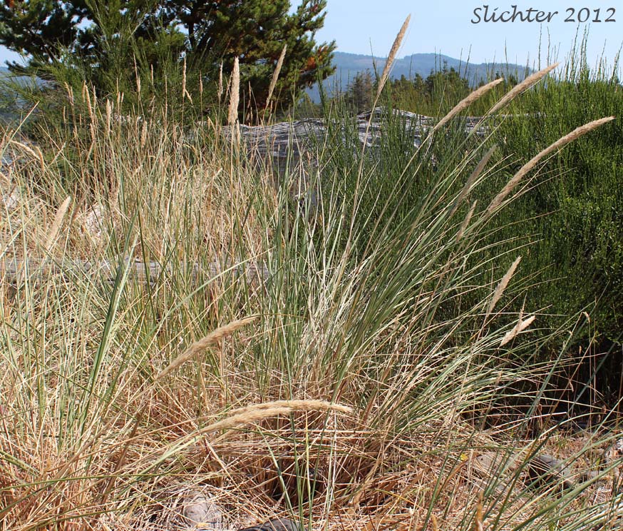 European Beachgrass, Marram Grass: Ammophila arenaria ssp. arenaria