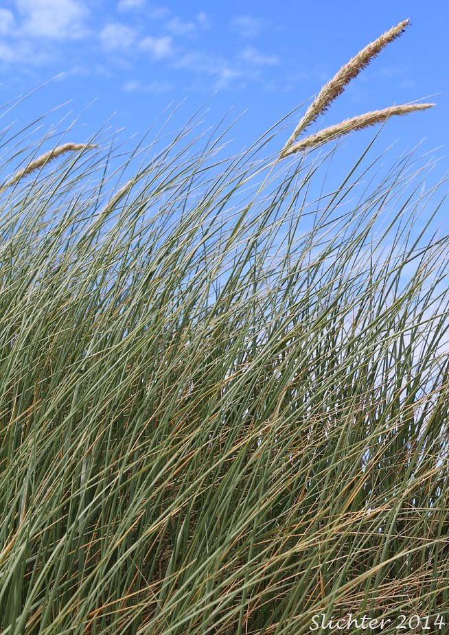 European Beachgrass, Marram Grass: Ammophila arenaria ssp. arenaria