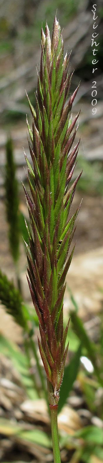 Inflorescence of Sweet Vernalgrass: Anthoxanthum odoratum (Synonym: Anthoxanthum odoratum ssp. alpinum, Anthoxanthum odoratum ssp. odoratum)