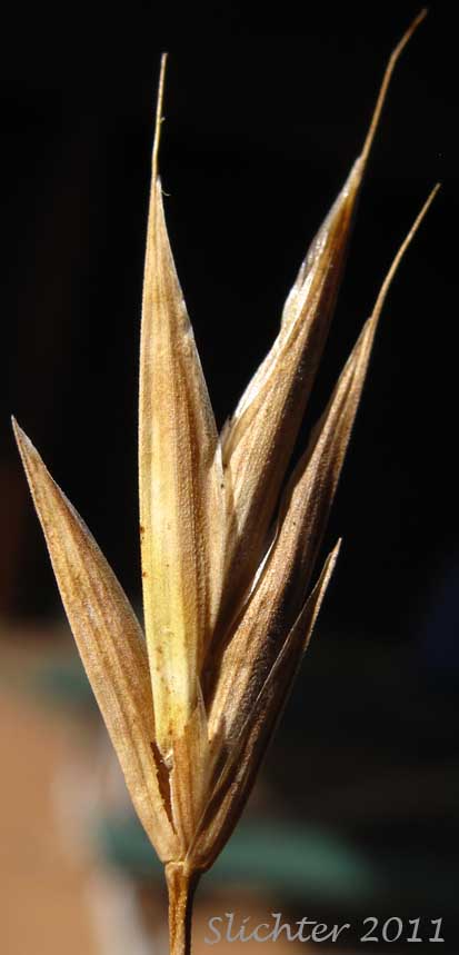 Close-up of the spikelets of Alaska Brome, Alaska Brome-grass, Sitka Brome: Bromus sitchensis var. sitchensis (Synonym: Bromus sitchensis)