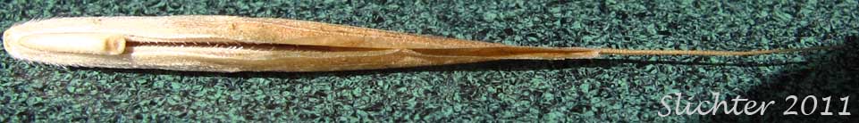 Alaska Brome, Alaska Brome-grass, Sitka Brome: Bromus sitchensis var. sitchensis (Synonym: Bromus sitchensis)