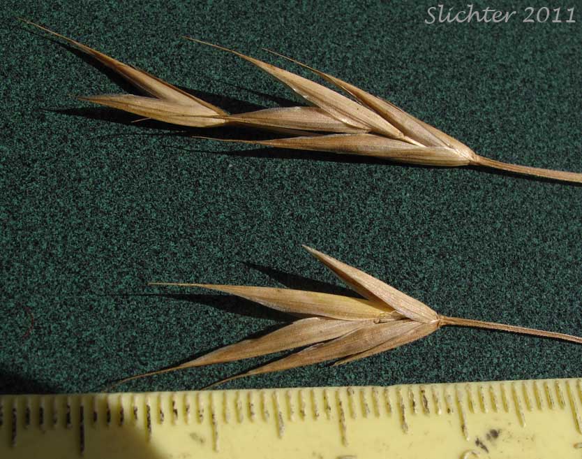 Alaska Brome, Alaska Brome-grass, Sitka Brome: Bromus sitchensis var. sitchensis (Synonym: Bromus sitchensis)