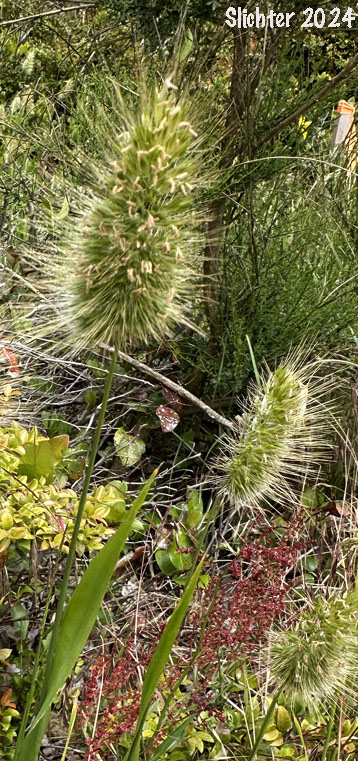 Bristly Dogtail, Bristly Dog's-tail Grass, Hedgehog Dogtail: Cynosurus echinatus