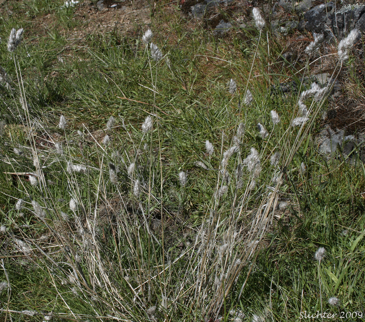 Dried remains of Bristly Dogtail, Bristly Dog's-tail Grass, Hedgehog Dogtail: Cynosurus echinatus