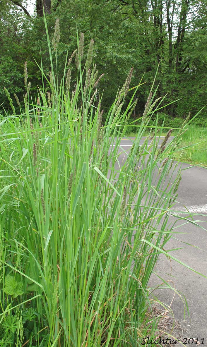 Cock's-foot Grass, Orchard-grass: Dactylis glomerata (Synonym: Dactylis glomerata ssp. glomerata)