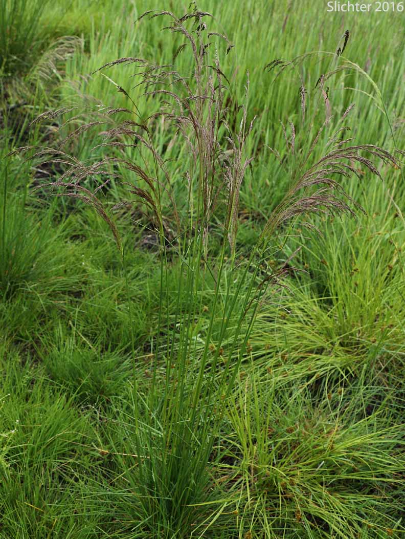 Tufted Hairgrass, Tufted Hair-grass: Deschampsia cespitosa (Synonyms: Aira caespitosa, Aira cespitosa, Aira holciformis, Deschampsia beringensis, Deschampsia bottnica, Deschampsia caespitosa, Deschampsia caespitosa ssp. beringensis, Deschampsia caespitosa ssp. caespitosa, Deschampsia caespitosa ssp. glauca, Deschampsia caespitosa ssp. hociformis, Deschampsia caespitosa ssp. orientalis, Deschampsia caespitosa ssp. paramushirensis, Deschampsia caespitosa ssp. parviflora, Deschampsia caespitosa var. abbei, Deschampsia caespitosa var. alpicola, Deschampsia caespitosa var. arctica, Deschampsia caespitosa var. caespitosa, Deschampsia caespitosa var. glauca, Deschampsia caespitosa var. intercotidialis, Deschampsia caespitosa var. littoralis, Deschampsia caespitosa var. littoralis, Deschampsia caespitosa var. longiflora, Deschampsia caespitosa var. mackenzieana, Deschampsia caespitosa var. maritima, Deschampsia caespitosa var. parviflora, Deschampsia cespitosa ssp. beringensis, Deschampsia cespitosa ssp. bottnica, Deschampsia cespitosa ssp. cespitosa, Deschampsia cespitosa ssp. genuina, Deschampsia cespitosa ssp. glauca, Deschampsia cespitosa ssp. holciformis, Deschampsia cespitosa var. longiflora, Deschampsia cespitosa ssp. obensis, Deschampsia cespitosa ssp. orientalis, Deschampsia cespitosa ssp. paramushirenis, Deschampsia cespitosa ssp. parviflora, Deschampsia cespitosa var.arctica, Deschampsia cespitosa var. bottnica, Deschampsia cespitosa var. glauca, Deschampsia cespitosa var. intercotidalis, Deschampsia cespitosa var.littoralis, Deschampsia cespitosa var. longiflora, Deschampsia cespitosa var. mackenzieana, Deschampsia cespitosa var. maritima, Deschampsia cespitosa var. pallida, Deschampsia cespitosa var. parviflora, Deschampsia glauca, Deschampsia holciformis, Deschampsia mackenzieana, Deschampsia obensis, Deschampsia paramushirensis, Deschampsia pumila, Deschampsia sukatschewii)