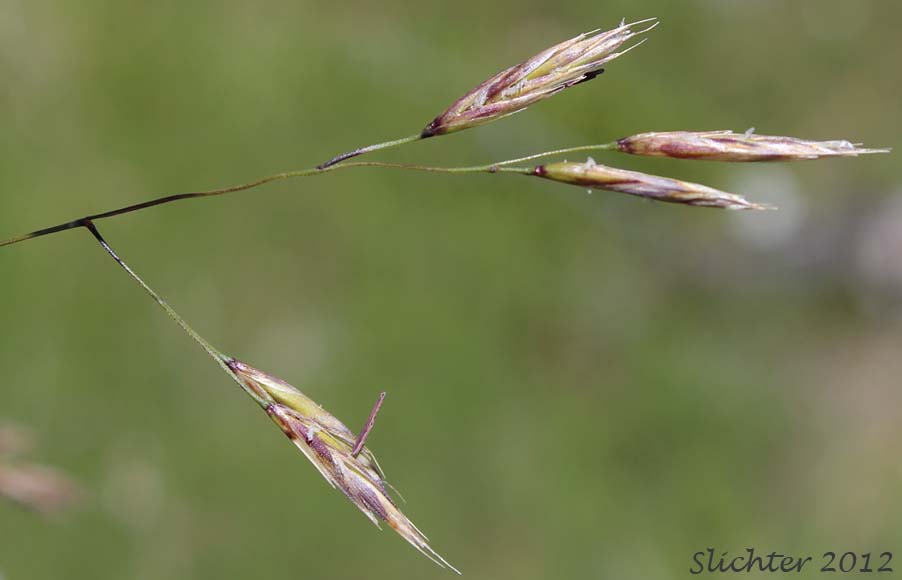 One panicle of the inflorescence of Californica Fescue: Festuca californica var. californica