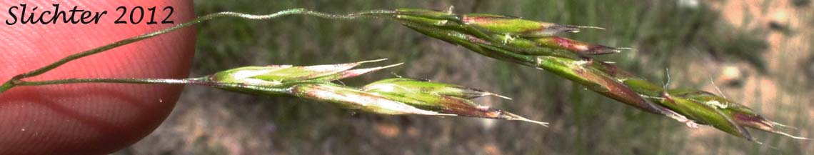 Panicle branche of Californica Fescue: Festuca californica var. californica