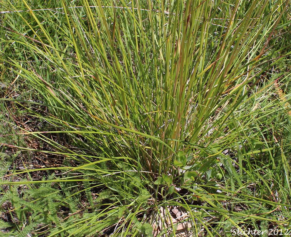 Californica Fescue: Festuca californica var. californica