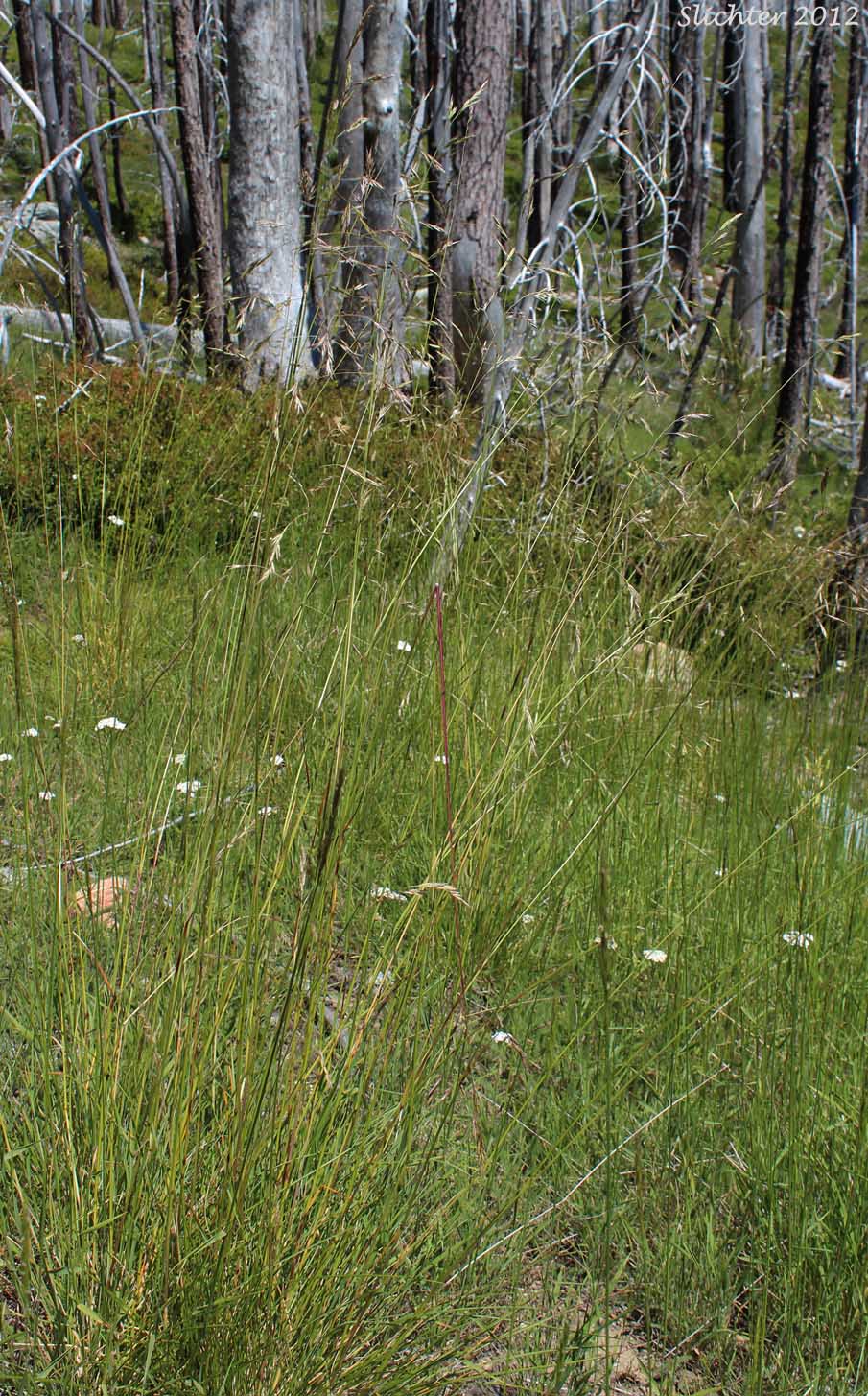 Californica Fescue: Festuca californica var. californica