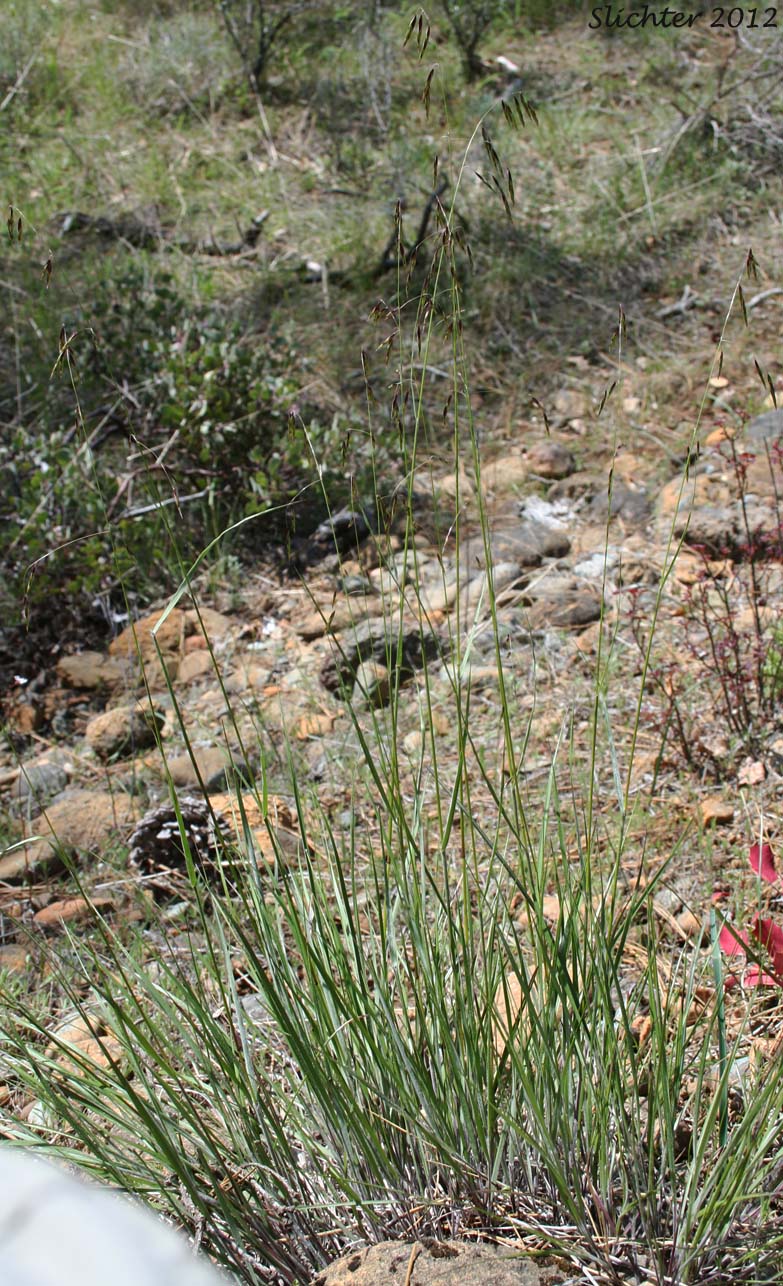 Geyer's Oniongrass: Melica geyeri var. geyeri